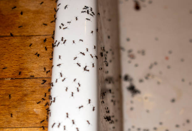 Best Pest Removal Services  in Heritage Village, CT